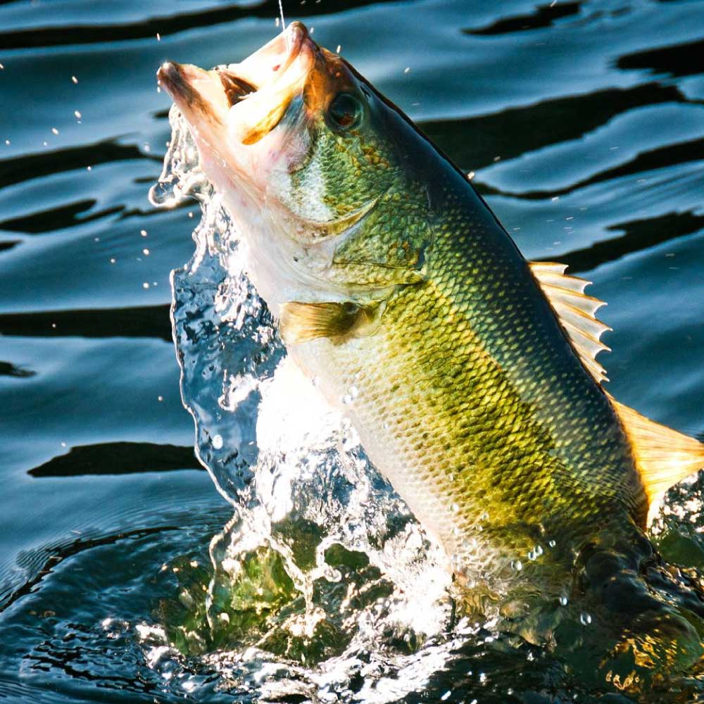 Bass – All Out Angling